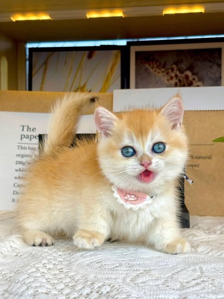 Munchkin