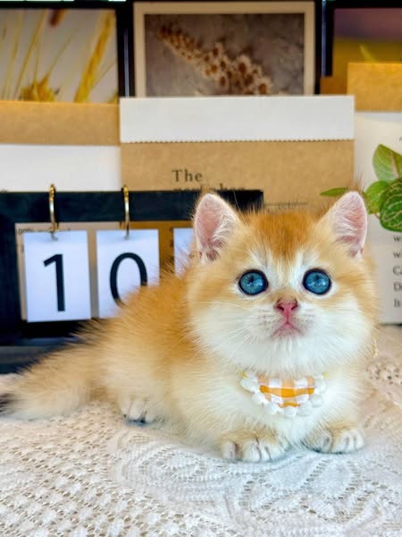Munchkin