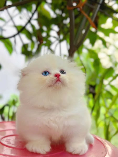 Munchkin Fold