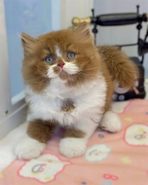 British Longhair