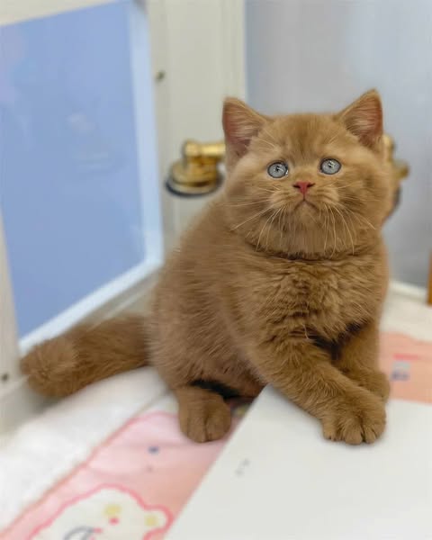 British Shorthair