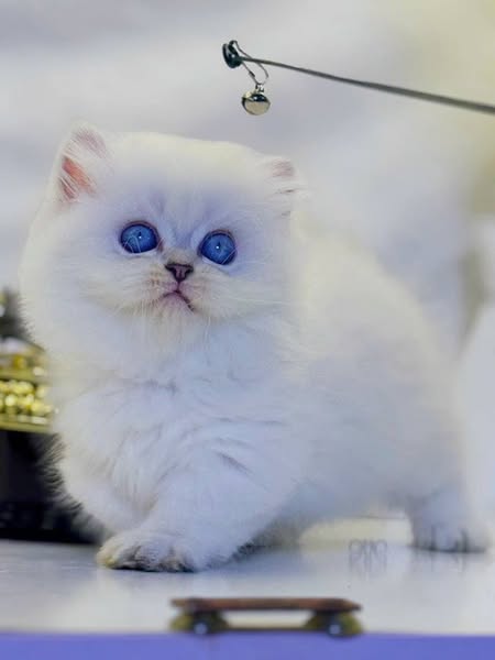 Munchkin Longhair