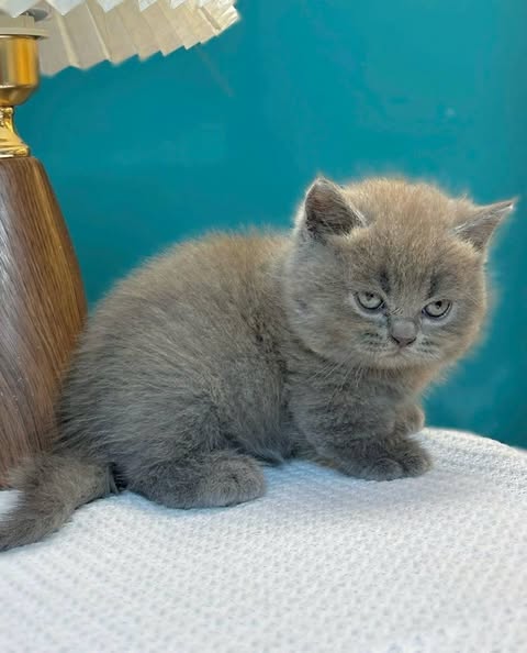 Munchkin