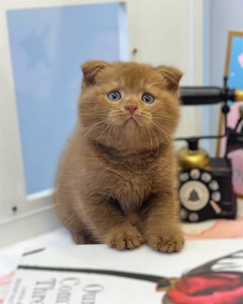 Scottish Fold