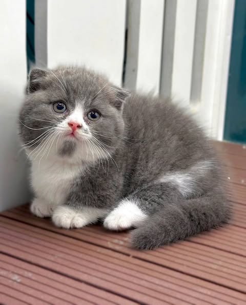 Munchkin Fold