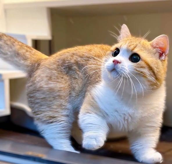 Munchkin