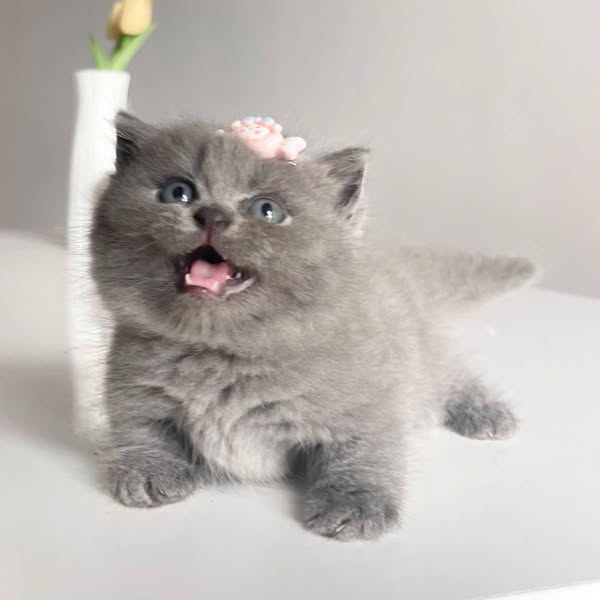 Munchkin Fold
