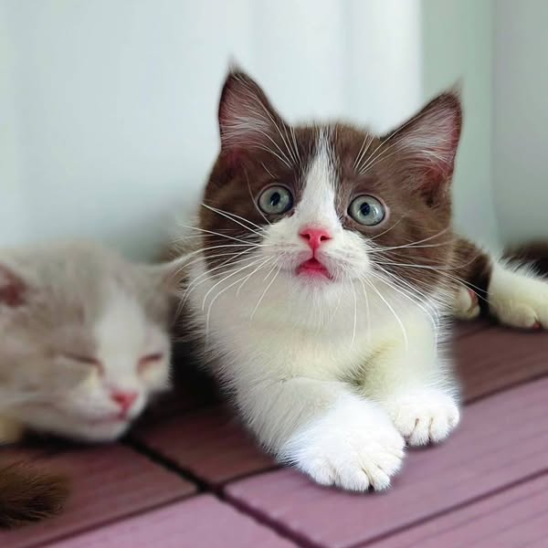 Munchkin