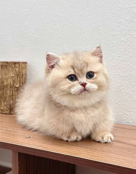 Munchkin