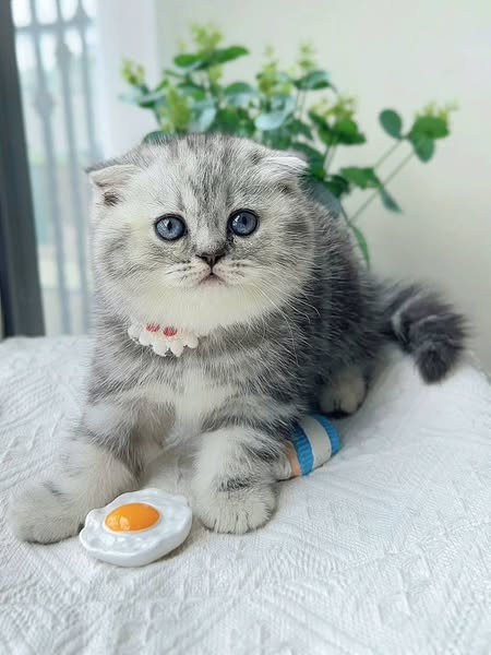 Scottish Fold