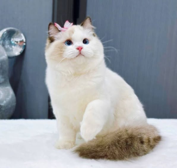 Ragdoll