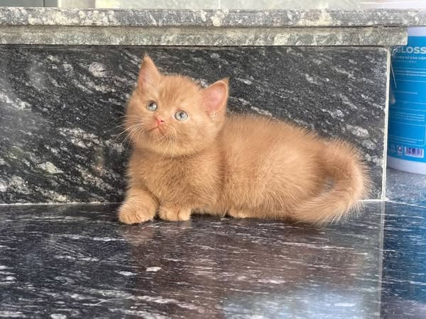Munchkin