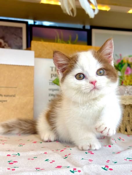 Munchkin