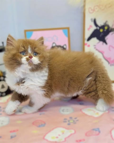 British Longhair