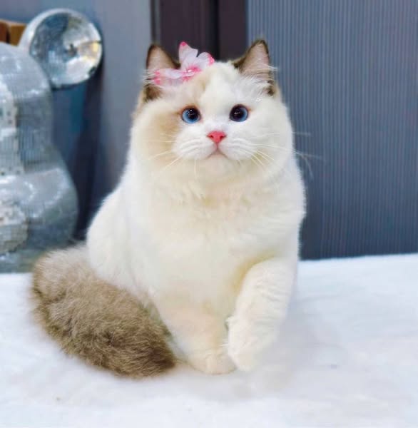 Ragdoll