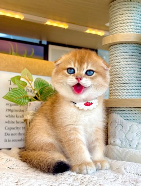 Munchkin Fold