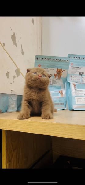 Scottish Fold