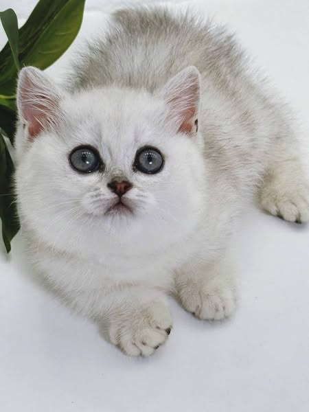 Munchkin
