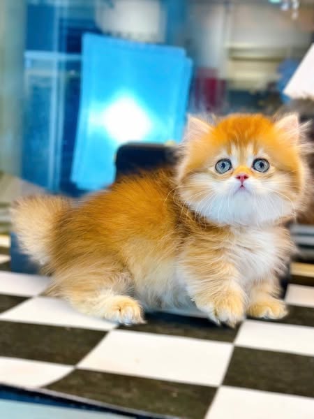 Munchkin Longhair