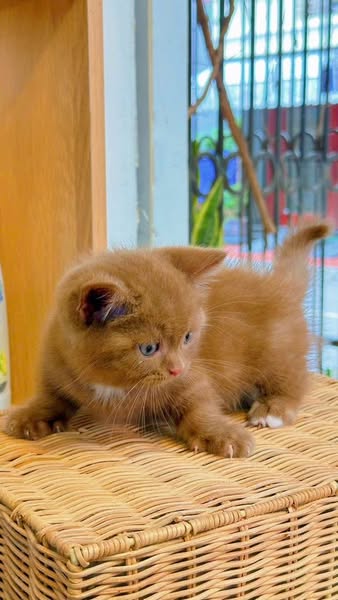 Munchkin