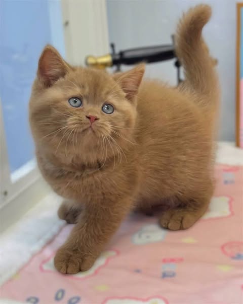 British Shorthair