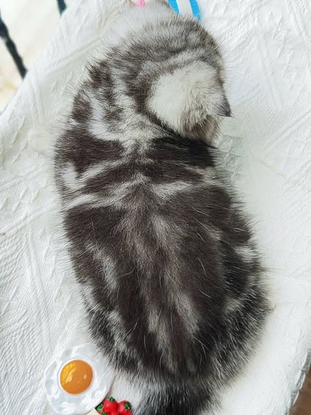 Scottish Fold
