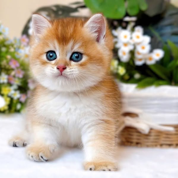 British Shorthair