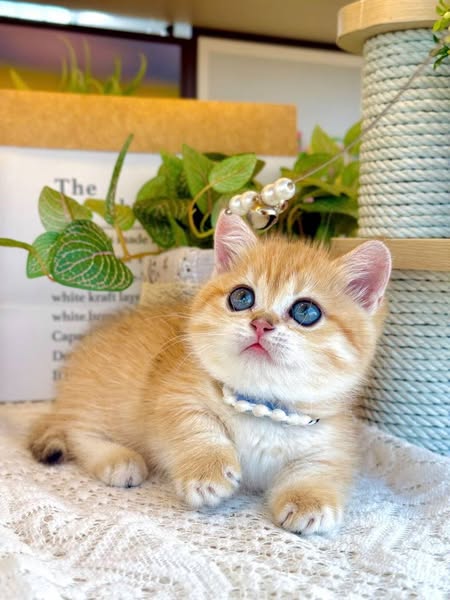 Munchkin