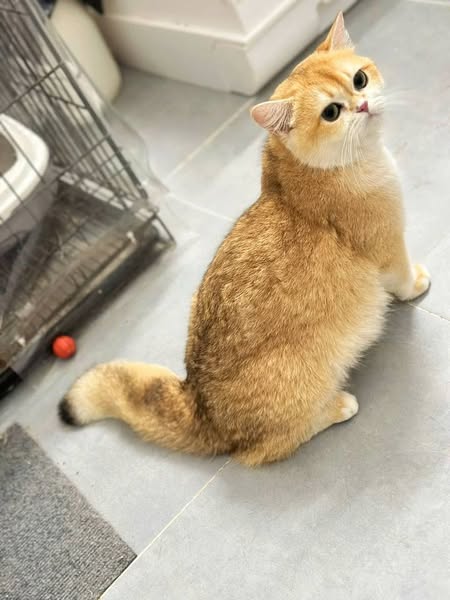 British Shorthair