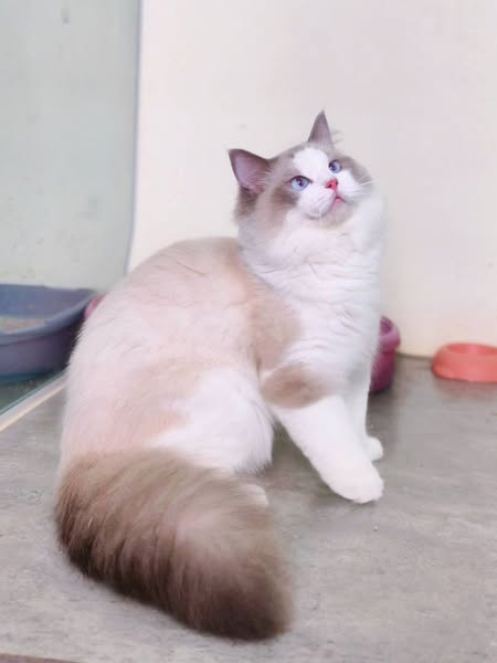 Ragdoll