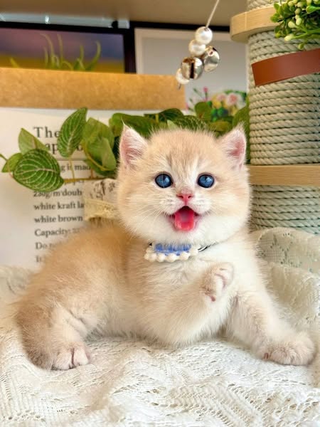 British Shorthair