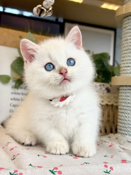Munchkin