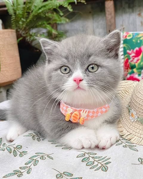 Munchkin
