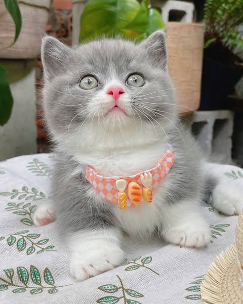 Munchkin