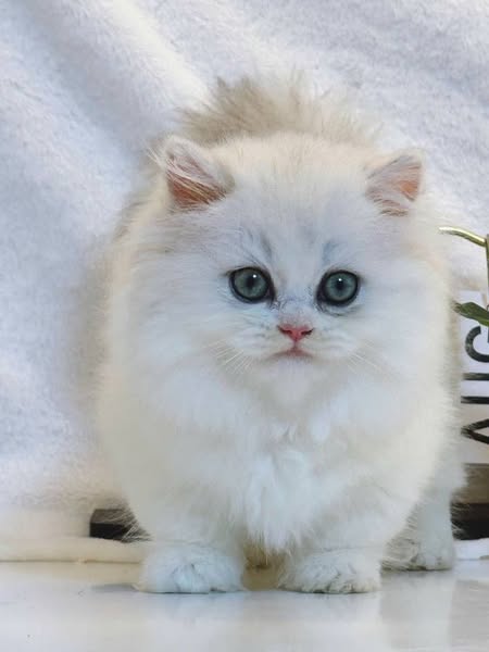 Munchkin Longhair