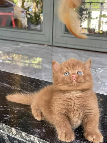 British Shorthair