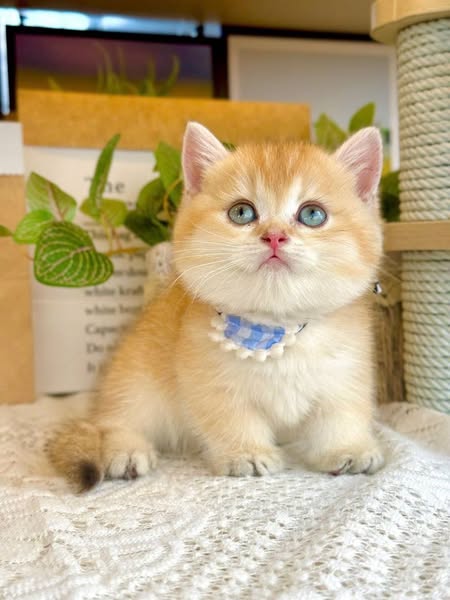 Munchkin