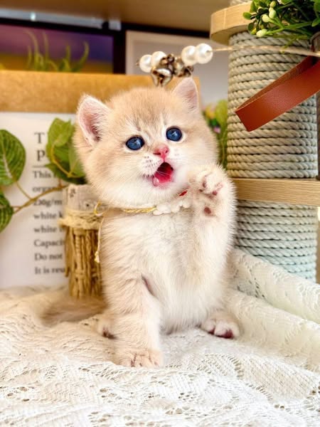 British Shorthair