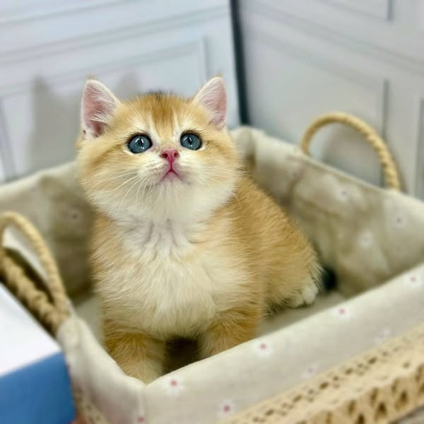 British Shorthair