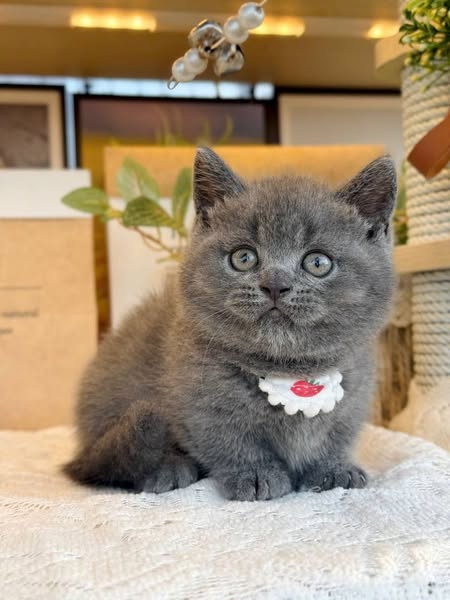 Munchkin