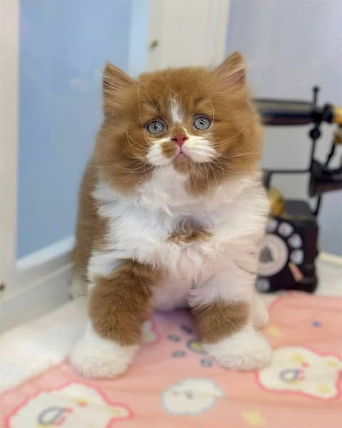 British Longhair