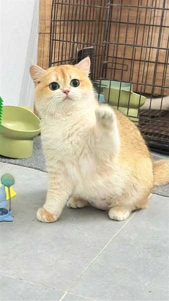 British Shorthair