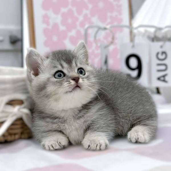 Munchkin
