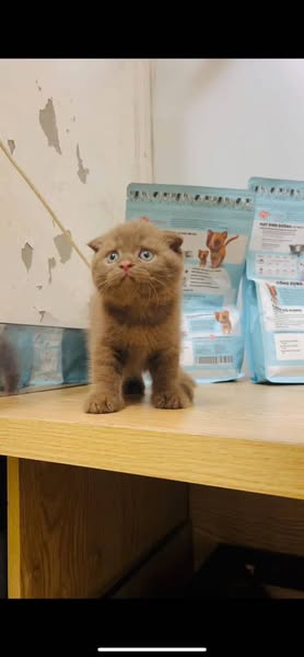 Scottish Fold