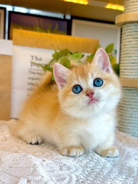 Munchkin
