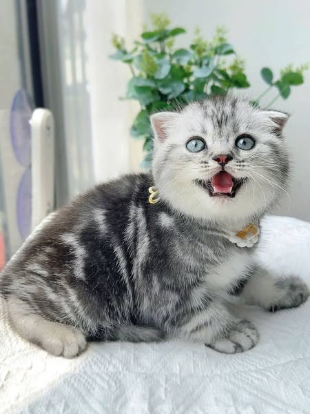 Scottish Fold