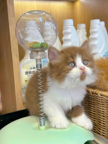 British Longhair