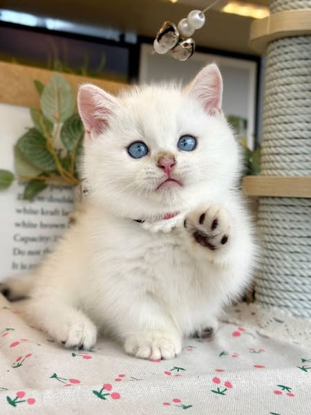 Munchkin