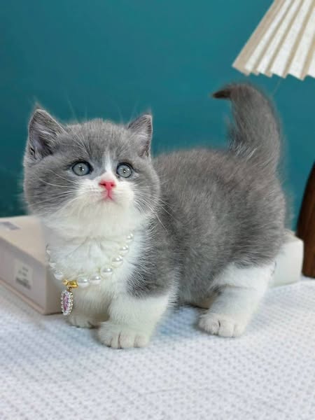 Munchkin