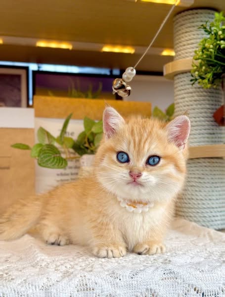Munchkin